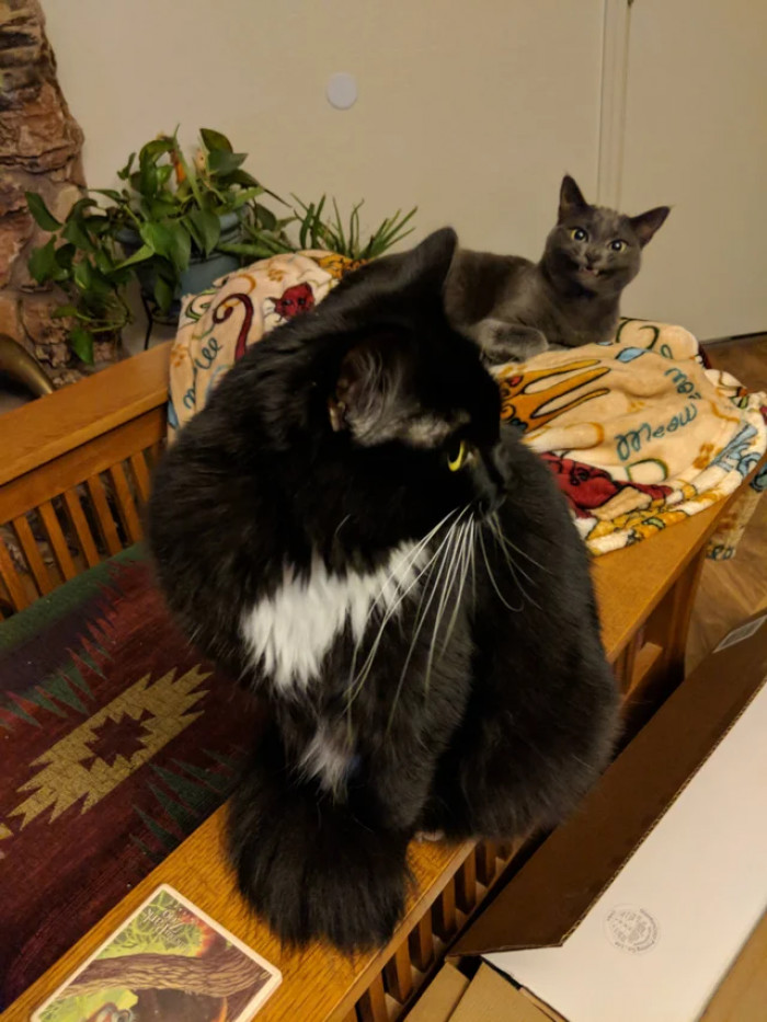 11. Photobombing is also a trend in the animal world, FYI