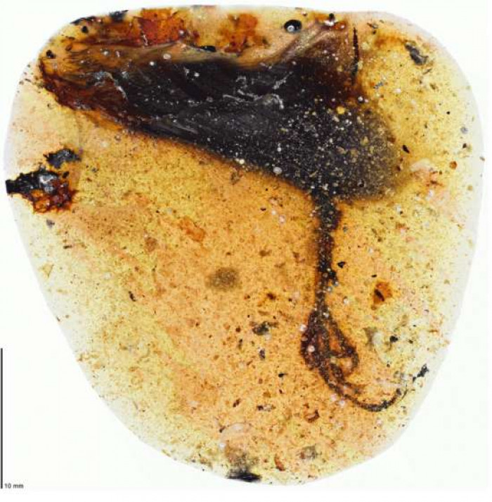 A long-toed bird preserved in amber from Myanmar.
