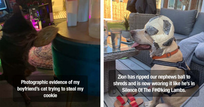 20 Times Animals Were Caught Red-Handed by Their Owners