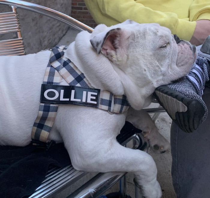 After a long day of hard work and protesting, Ollie needs to rest. This shoe seems perfect.