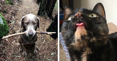 16 Adorable Photos Of Animals Mimicking Human Behavior