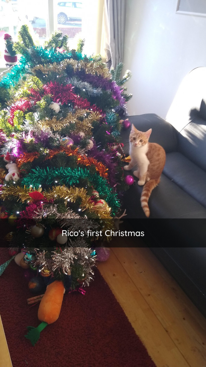 5. Purr-fectly Precious Puss