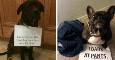 These 20 Adorable Dogs Are Getting Hilariously Shamed On The Internet For Being Naughty