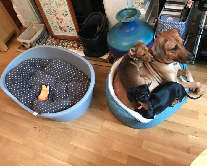 3. Two pets are better than one, but two beds are more than enough!