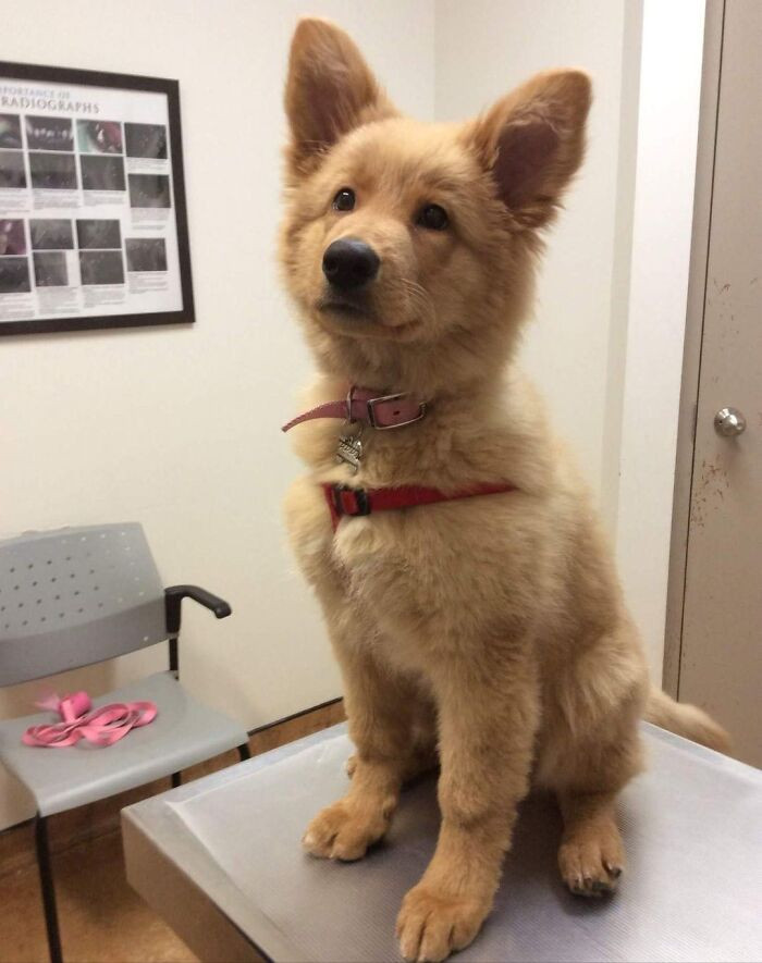 When you know you’re gifted with great genes like this German Shepherd and Golden Retriever Mix, you’re sure to stand proud