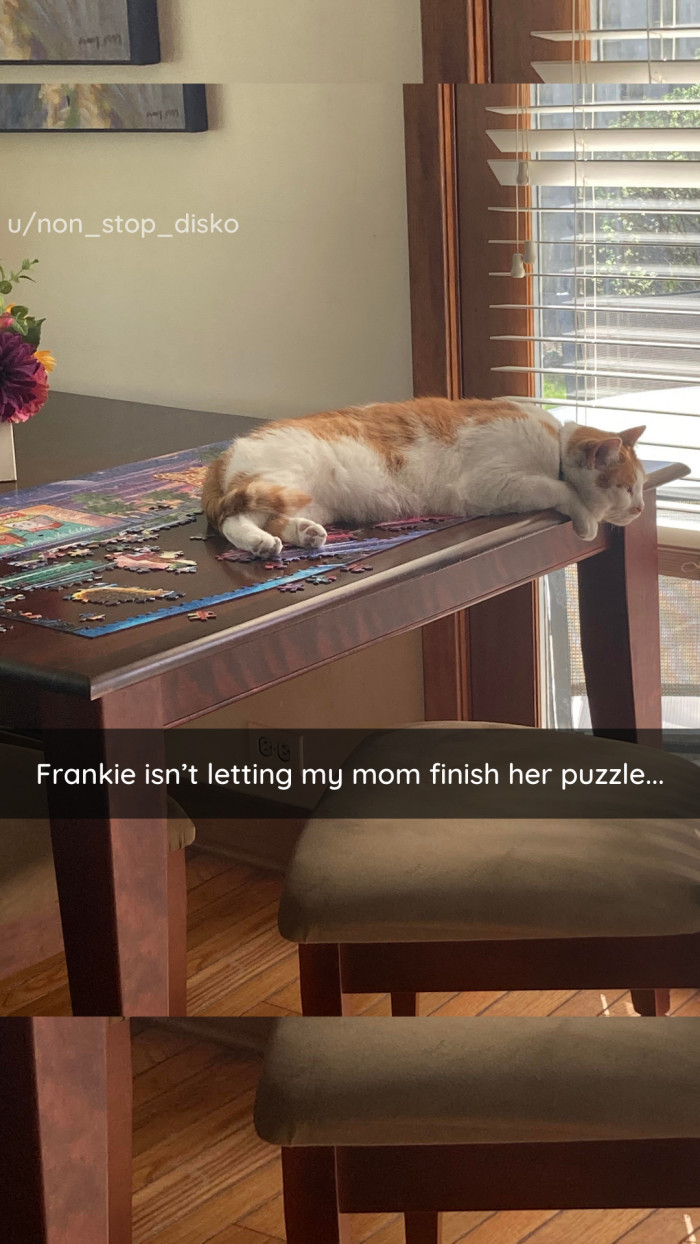 12. More pets, less puzzles.