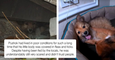 Puppy Found Living Under A Pile Of Garbage Underwent A Transformation That Will Warm Your Heart