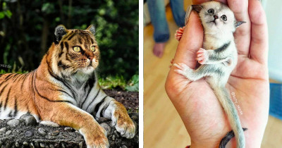 Cat Faces Digitally Morphed Onto Other Animals Is Incredibly Interesting