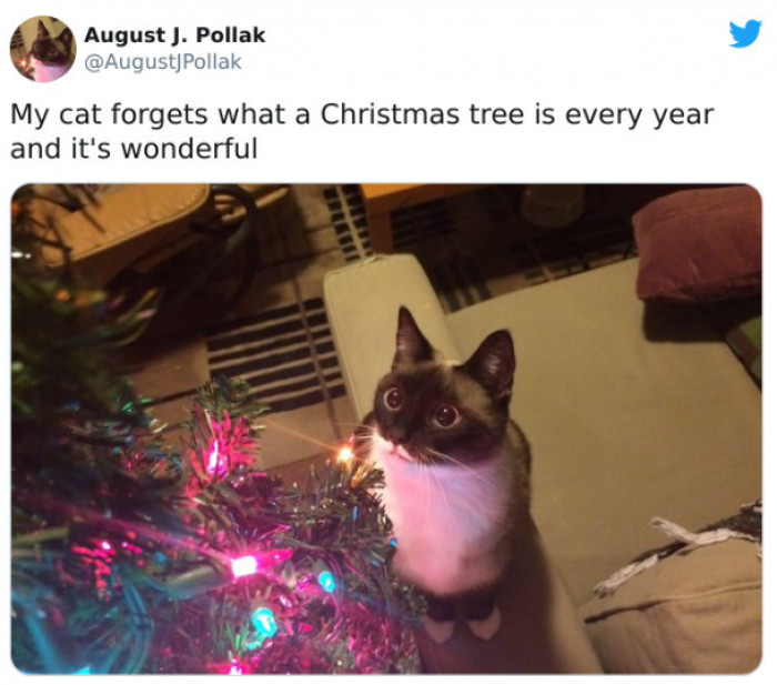2. It's a new Christmas every year for this feline.