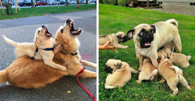 50 Animal Parents Hilariously Depict Exactly What It's Like to Raise Little Ones Through Their Body Language and Facial Expressions