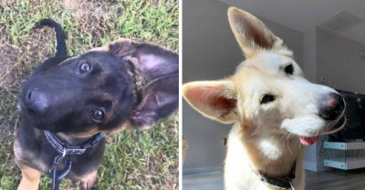 Fall In Love With These Charming Dogs With Excellent Head-Tilting Skills