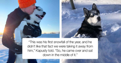 Adorable Husky Sat On A Pile Of Snow To Stop His Grandpa From Removing It And He Just Won't Budge