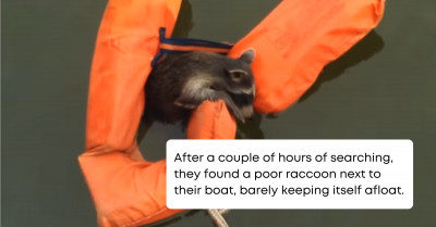Boat Crew Saves A Young Raccoon That Was Barely Managing To Stay Afloat
