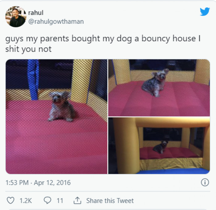 2. This dog will definitely bounce your worries away