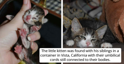 After Being Deserted, This Day-Old Kitten Fights to Live and Finally Gets Adopted Along with His Siblings