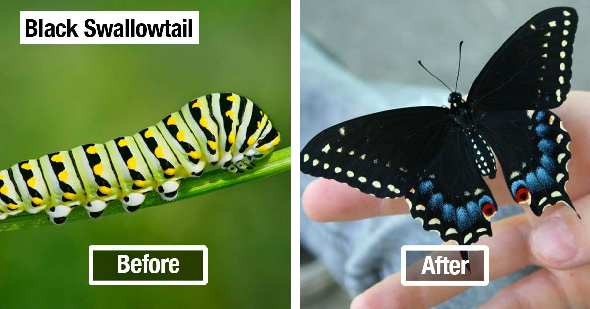 19 Amazing Before And After Pictures Of Butterfly Transformations