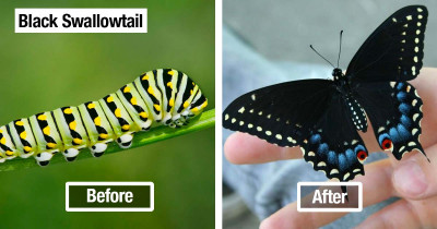 19 Amazing Before and After Pictures of Butterfly Transformations