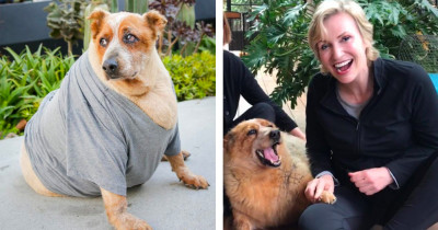 Obese Dog Was Abandoned and Left for Dead but Found a Life Full of Love with Celebrity Jane Lynch