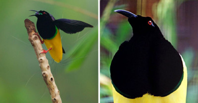 Meet The Unique Twelve-Wired Bird-Of-Paradise