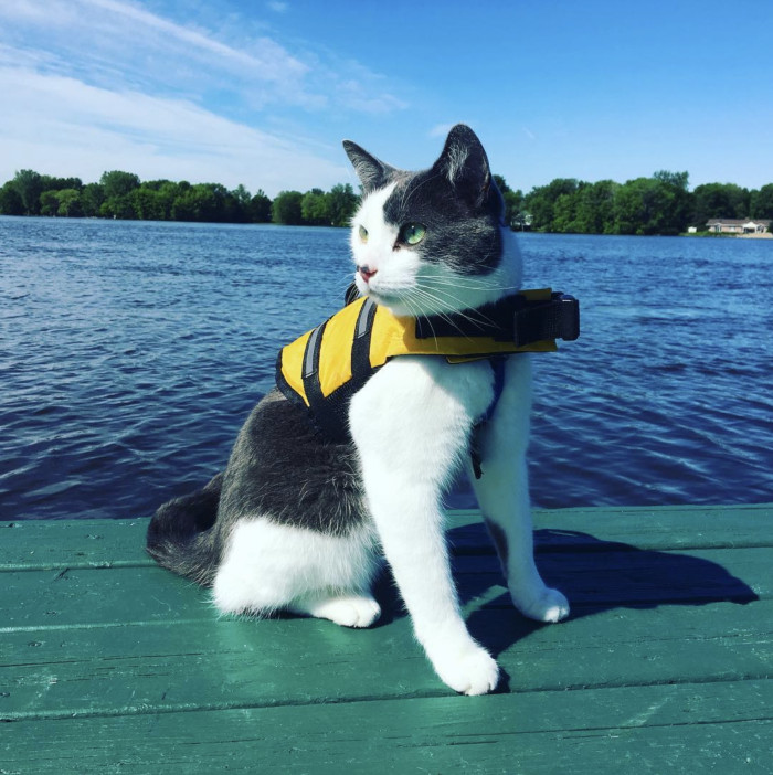 After multiple tries, Mr. Munchkin finally found a life jacket that fits just right