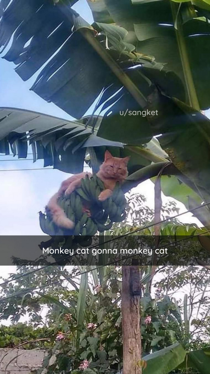 15. This cat can CLIMB.