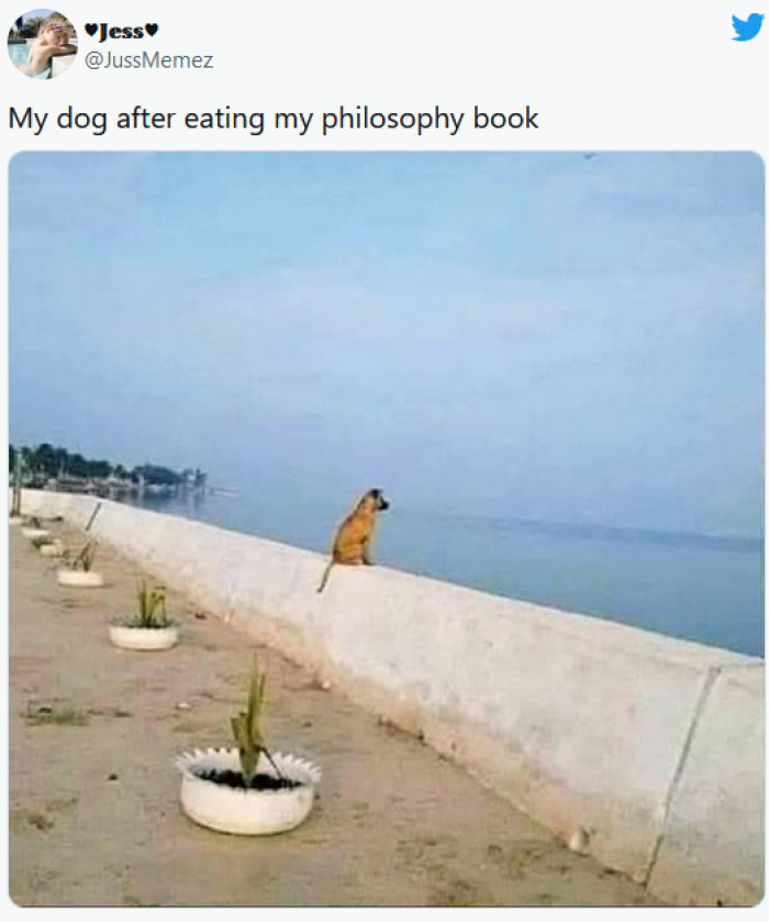 16. This dog has learned too much about the world