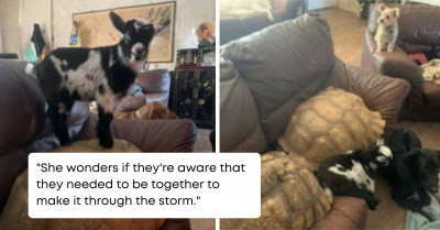 Woman Shelters Reptiles, Dogs, and Farm Animals in Her Home During a Destructive Winter Storm