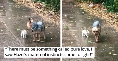 Sweet, Small Dog Returns Home On A Rainy Day With A Stray Kitten In Need Of Rescue