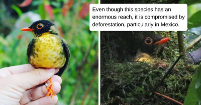 Here Is The Vibrantly Stunning, Yellow-Throated Central American Songbird Who Is More Often Heard Than Seen