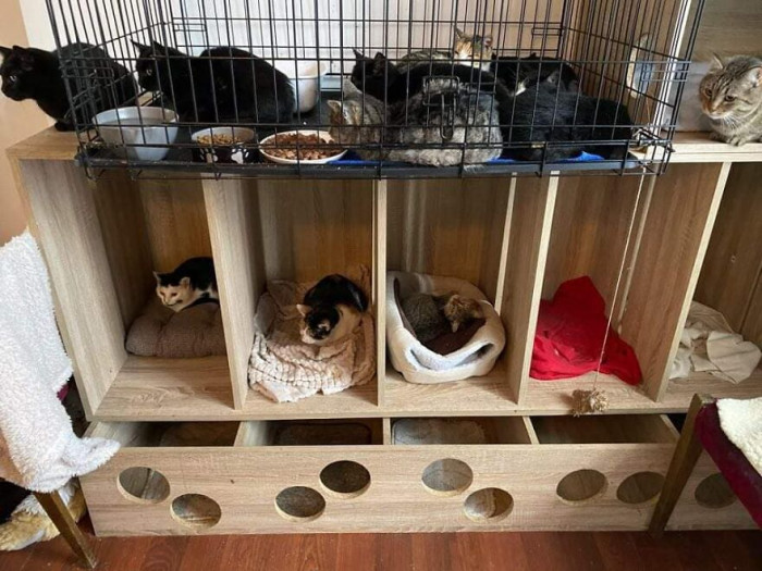 6. The shelter currently has 188 cats under its care but has been responsible for rescuing over 200