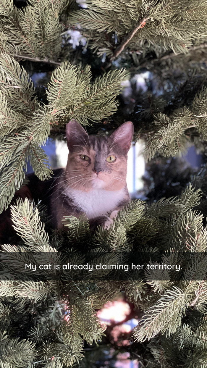 1. That's a cat face you don't argue with, okay? Okay.
