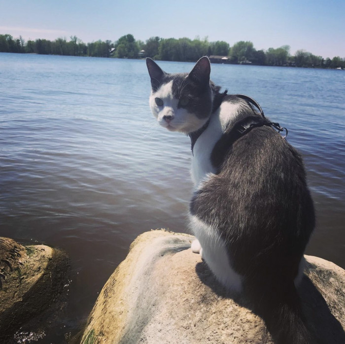 Mr. Munchkin had always been comfortable with water unlike most cats