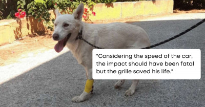 Dog Got Hit By A Speeding Car At 80 MPH On Highway But Miraculously Survived Unscathed