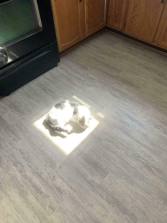 37. Cat trap, courtesy... The Sun