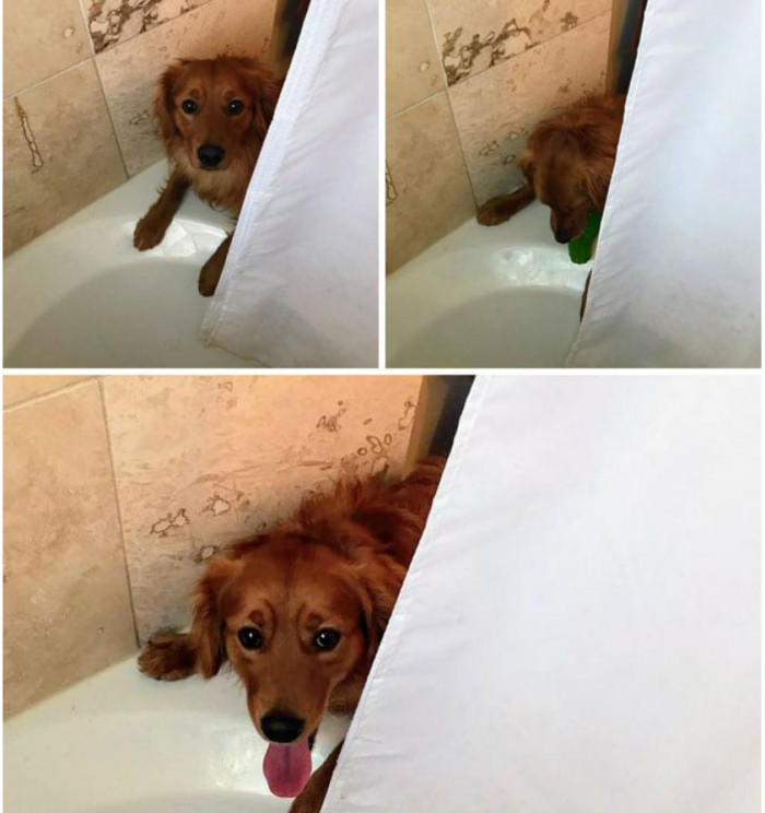 7. This cute doggy never leaves her owner alone, not even while she showers.