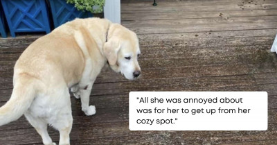 Dog Created A Masterpiece Of Art While Napping On The Deck During Rain