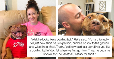 Rescued Pitbull Dog Has The Happiest Face With His Forever Family