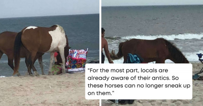 A Rowdy Group Of Wild Horses Are Out To Steal Snacks In A Maryland Island