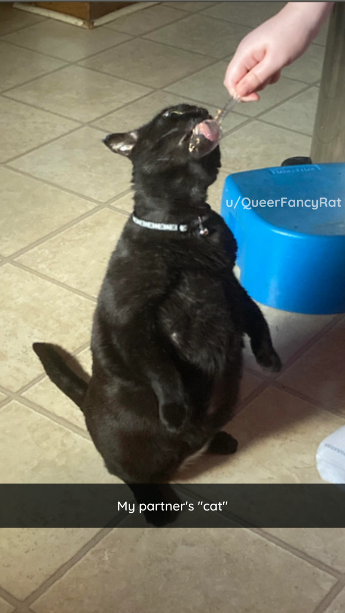 10. A cat is a cat is a cat, but this, uh, cat, is... uh, something else.