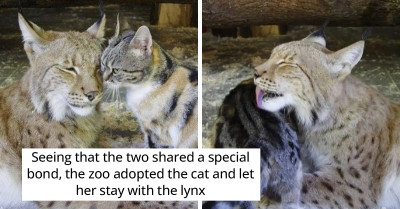 Curious Cat Sneaks Into Zoo Enclosure and Becomes Best Friends with a Lonely Lynx
