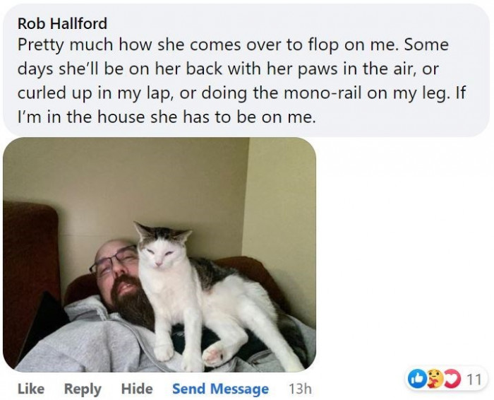 6. When your cat does not know where to sit but on her owner's face, and she manages to do this all the time