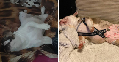 30 Adorable Pictures Of Dogs Napping In The Weirdest Positions For The #SleepingDogChallenge