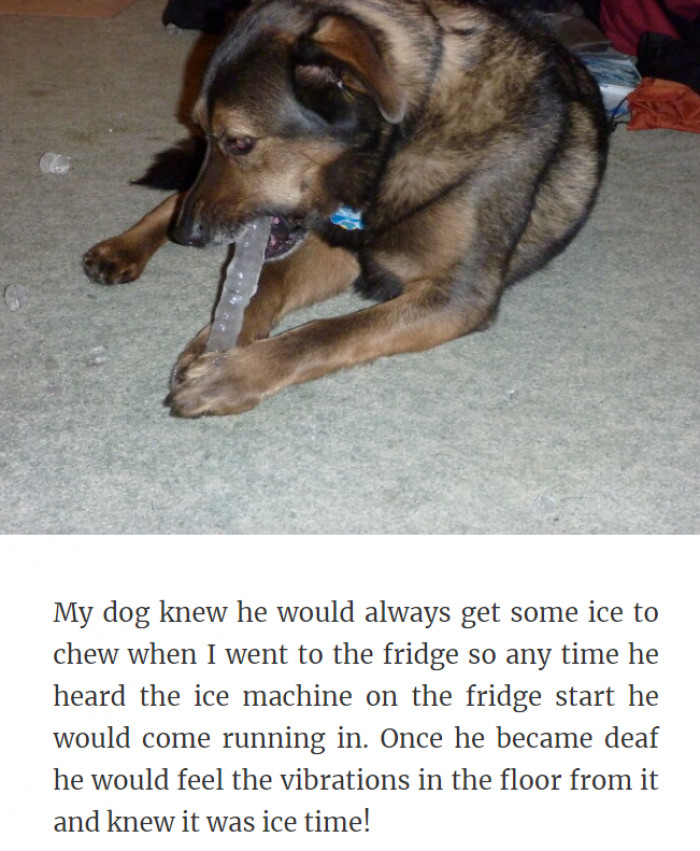 18. Aww, His Deafness Didn't Ruin His Love for This Habit at All