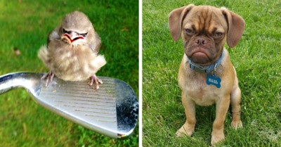 20 Animals That Are So Adorable You Just Want To Hug Them