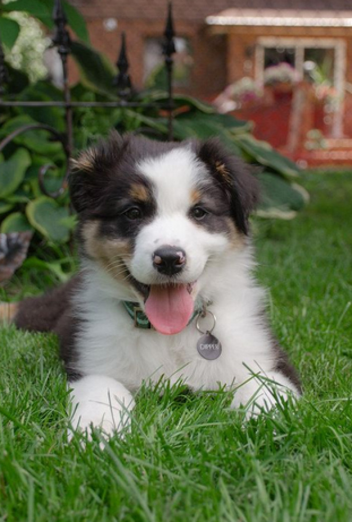 The pup quickly became a source of entertainment in addition to being a loving family member.