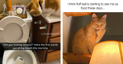 Ginger Cats Display Everything We Love About Ginger Cats