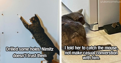 Cat Lovers Know Exactly What Cat Logic Is And Why It's So Funny