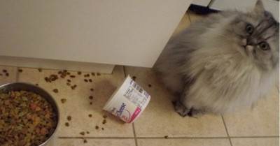 20+ Drama Queen Cats Basically Going For The Oscars