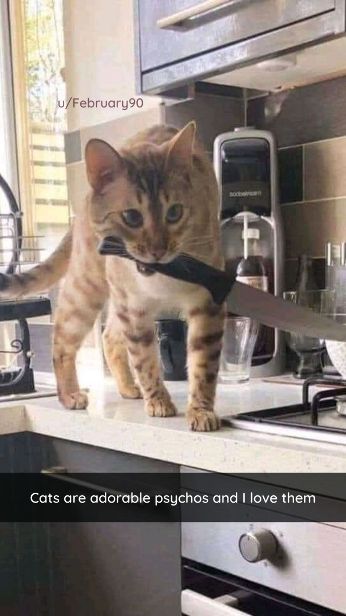 5. You are only one wrong move away from being murdered when it comes to cats.