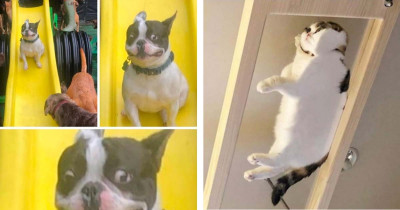 20+ Photos of Cats and Dogs Being Absolutely Derpy Are the Best Thing Ever